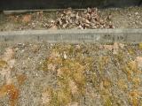image of grave number 683899